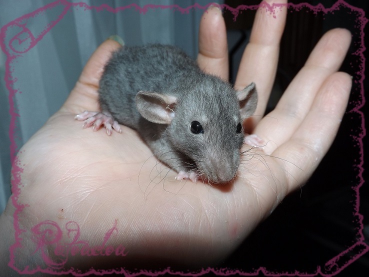 Evolution des ratons Dscf5440