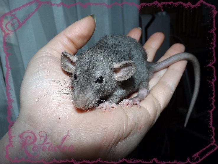 Evolution des ratons Dscf5441