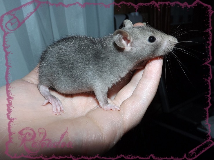 Evolution des ratons Dscf5442