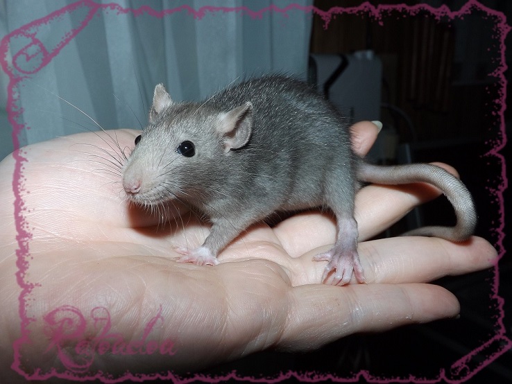 Evolution des ratons Dscf5444