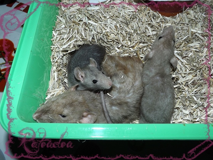Evolution des ratons Dscf5455