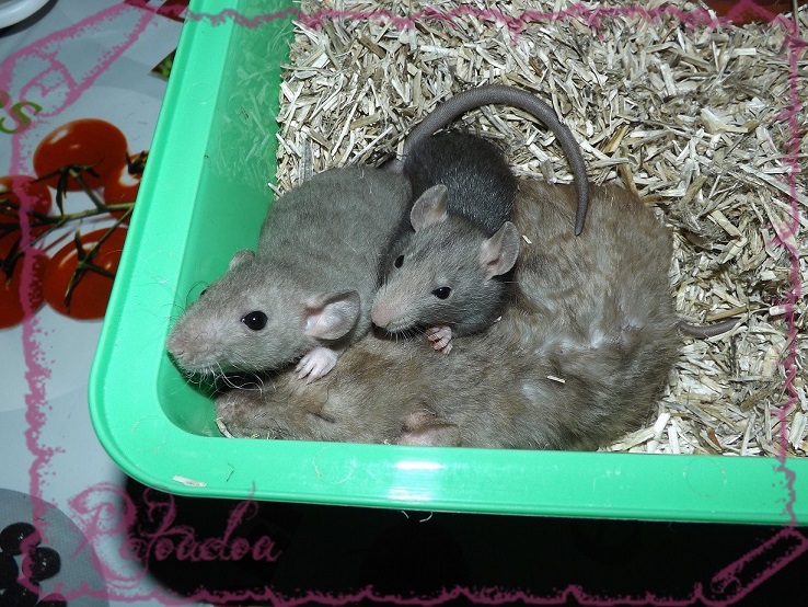 Evolution des ratons Dscf5530