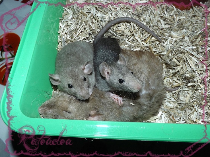 Evolution des ratons Dscf5531