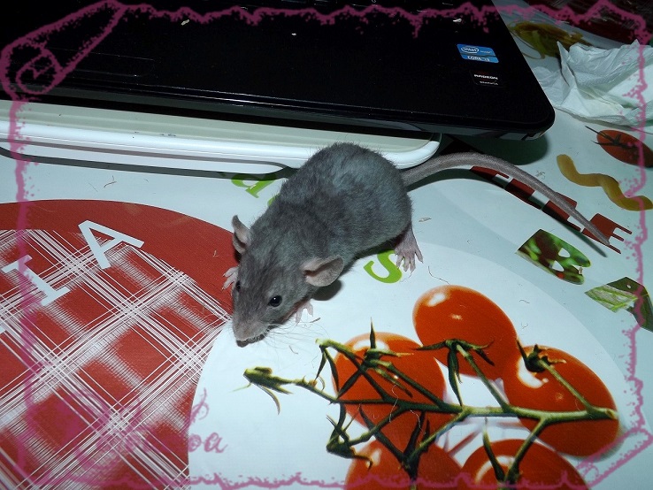 Evolution des ratons Dscf5536