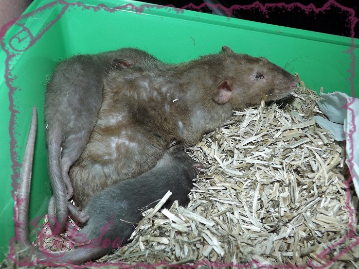 Evolution des ratons Dscf5538