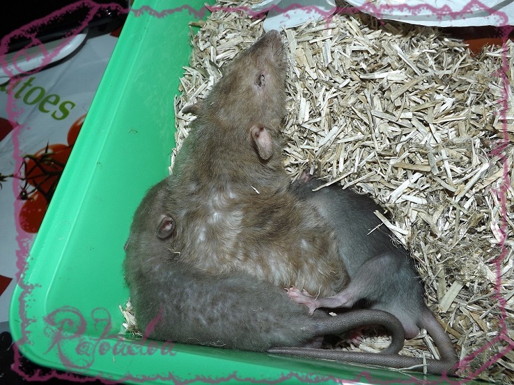 Evolution des ratons Dscf5540