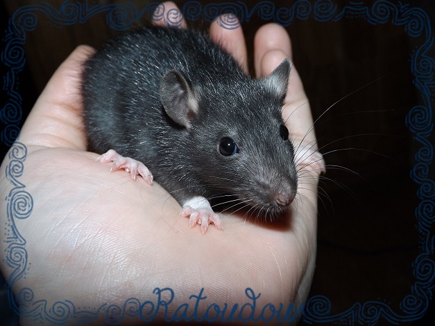 Evolution des ratons Dscf5919