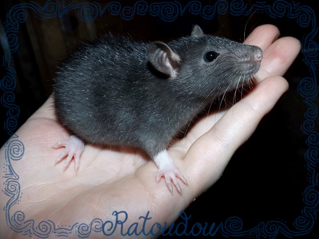 Evolution des ratons Dscf5920