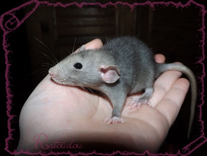 Evolution des ratons Dscf6330