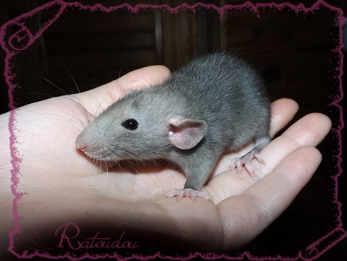 Evolution des ratons Dscf6332