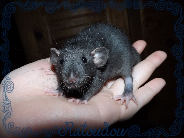 Evolution des ratons Dscf6413