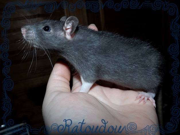 Evolution des ratons Dscf6416