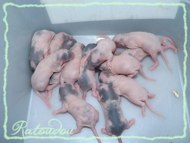Evolution des ratons Dscf6627