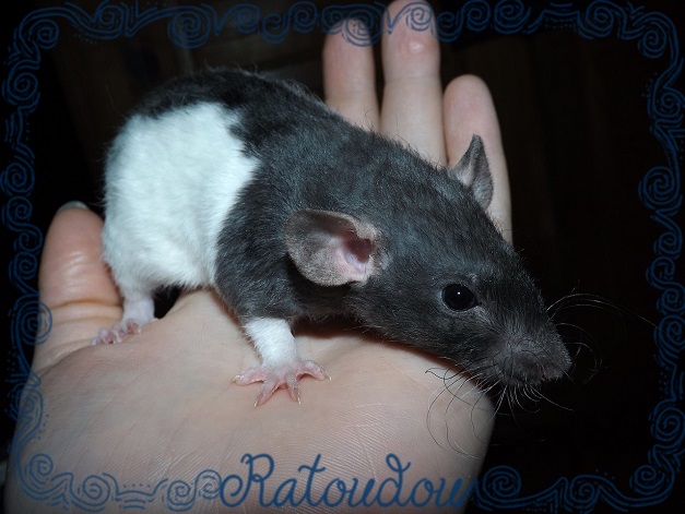 Evolution des ratons Dscf6723