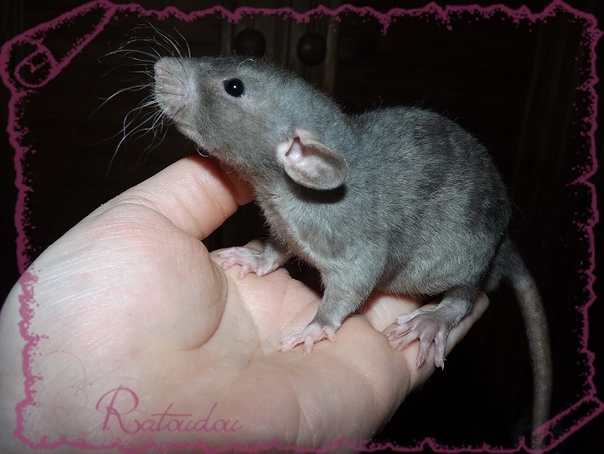 Evolution des ratons Dscf6835