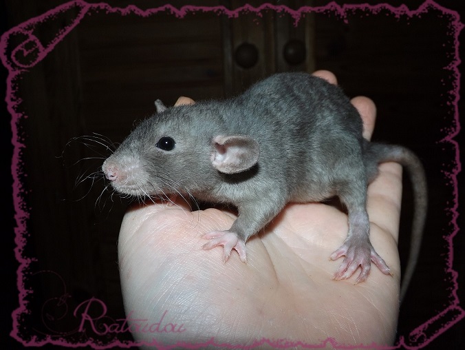 Evolution des ratons Dscf6837