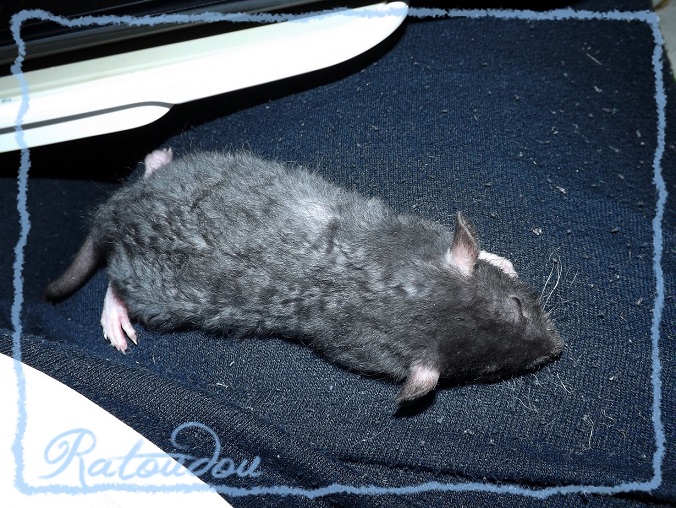 Evolution des ratons Dscf6955