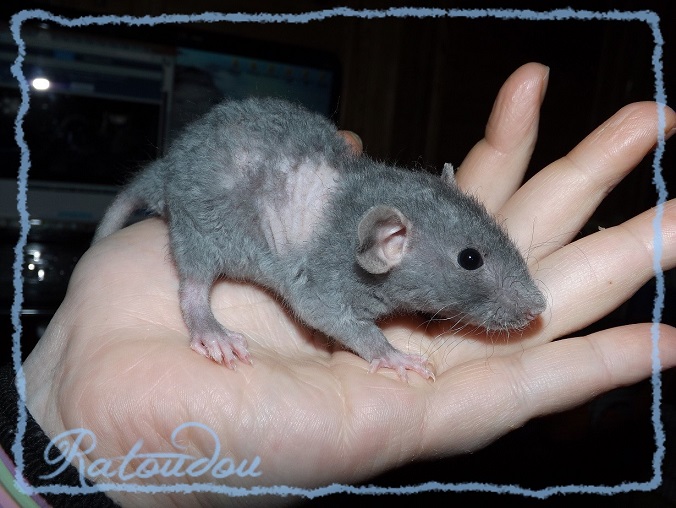 Evolution des ratons Dscf7047