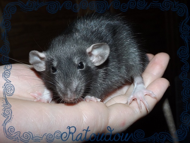Evolution des ratons Dscf7121