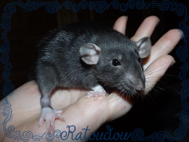 Evolution des ratons Dscf7123