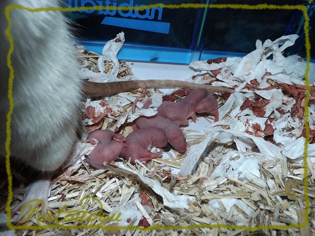 Evolution des ratons Dscf7138