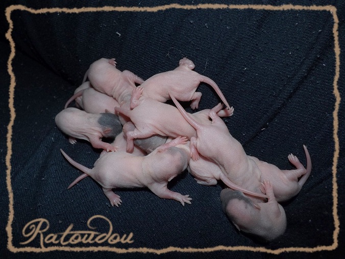 Evolution des ratons Dscf7344