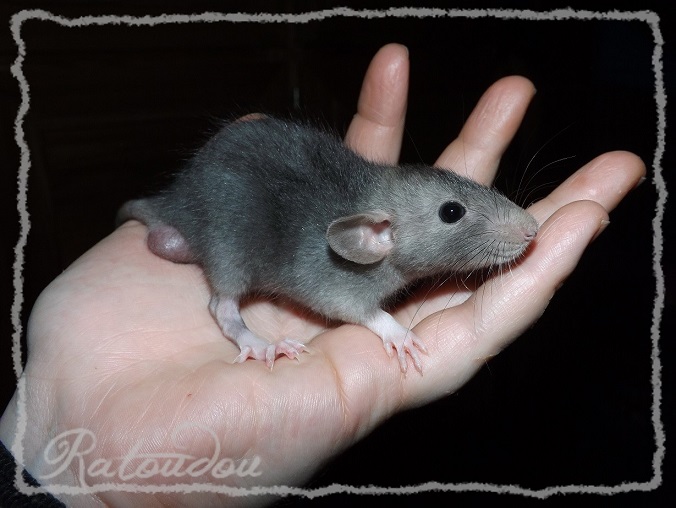 Evolution des ratons Dscf7357