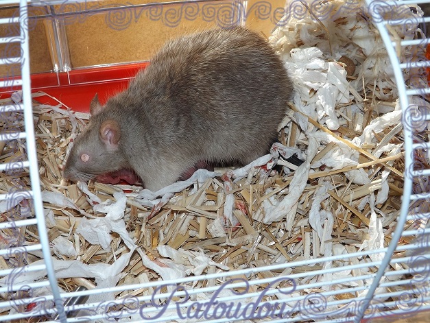Evolution des ratons Dscf7619