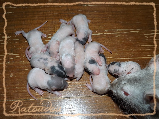 Evolution des ratons Dscf8227