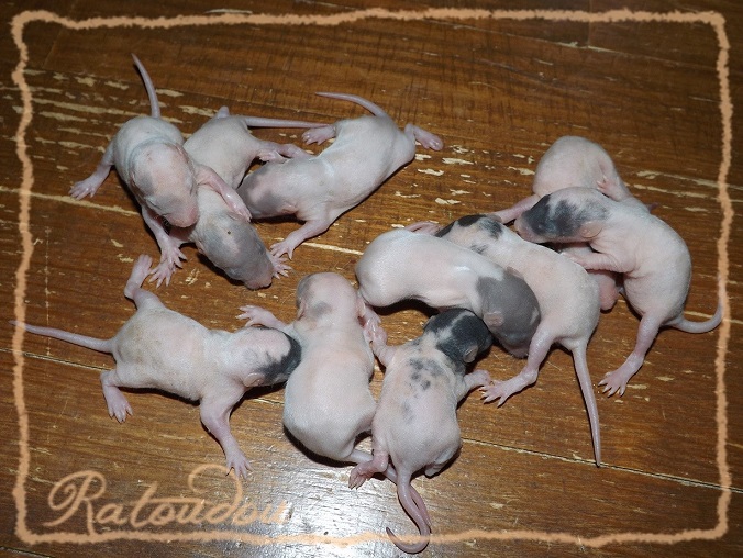 Evolution des ratons Dscf8229