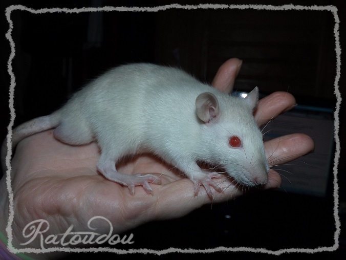 Evolution des ratons Dscf8447