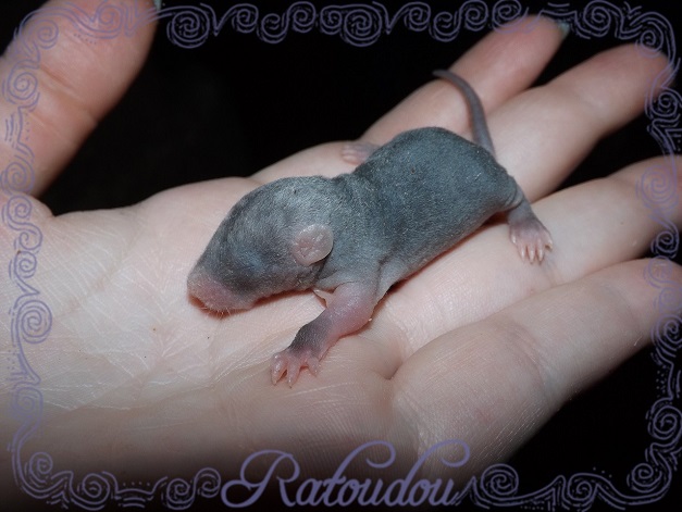 Evolution des ratons Dscf8527