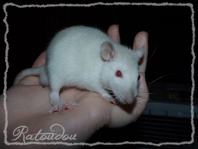 Evolution des ratons Dscf8555