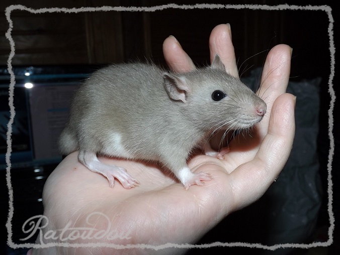 Evolution des ratons Dscf8557