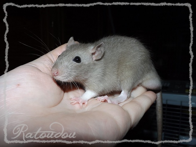 Evolution des ratons Dscf8558