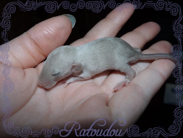 Evolution des ratons Dscf8914