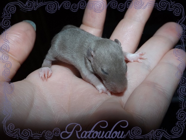Evolution des ratons Dscf8915