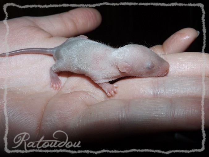 Evolution des ratons Dscf9043