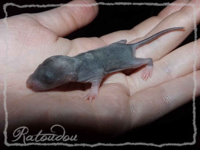 Evolution des ratons Dscf9153
