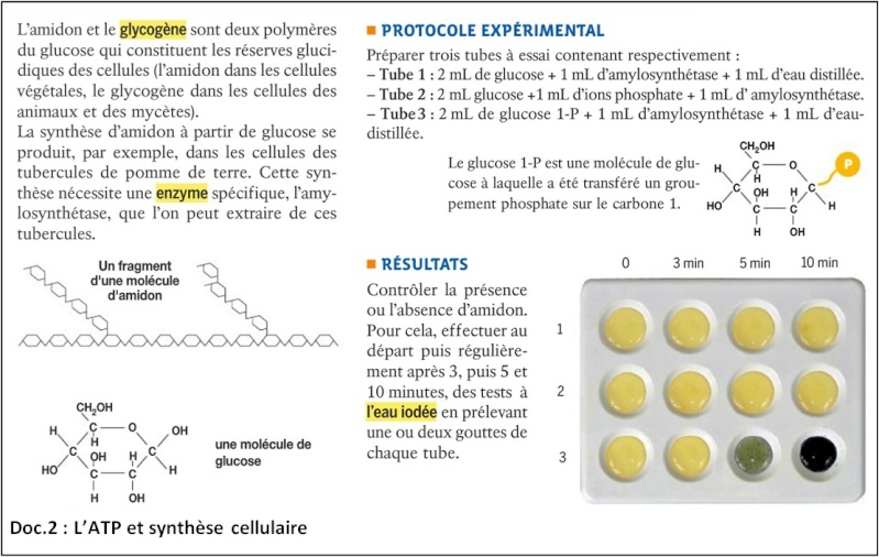 Chapitre 3: L'ATP et son utilisation cellulaire Atp_sy10