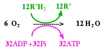 Chapitre 2: Production d'energie chez les cellules non chlorophylliennes Bilan_10