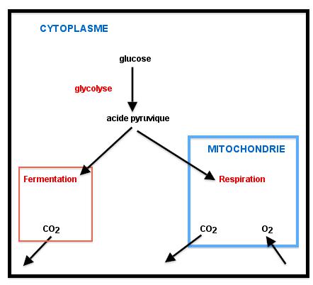Chapitre 2: Production d'energie chez les cellules non chlorophylliennes Bilan_12