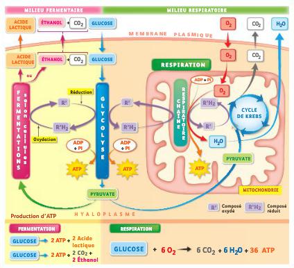 Chapitre 2: Production d'energie chez les cellules non chlorophylliennes Bilan_13