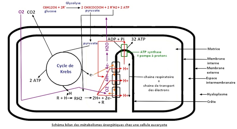 Chapitre 2: Production d'energie chez les cellules non chlorophylliennes Correc10