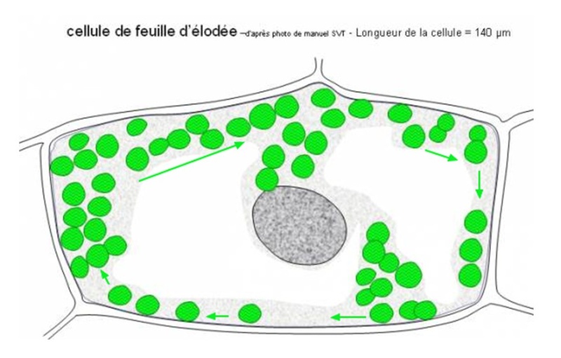 Chapitre 3: L'ATP et son utilisation cellulaire Cyclos10