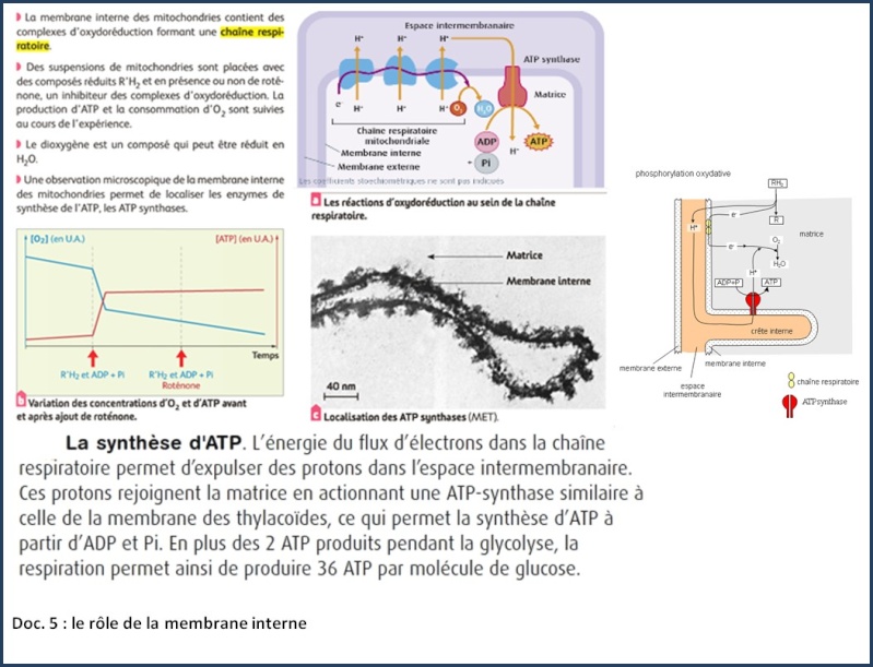 Chapitre 2: Production d'energie chez les cellules non chlorophylliennes Mb_int10