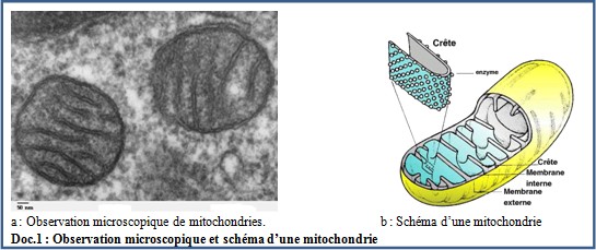 Chapitre 2: Production d'energie chez les cellules non chlorophylliennes Mito_m10