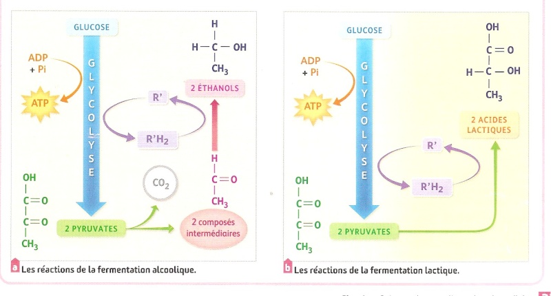 Chapitre 2: Production d'energie chez les cellules non chlorophylliennes Reacti11