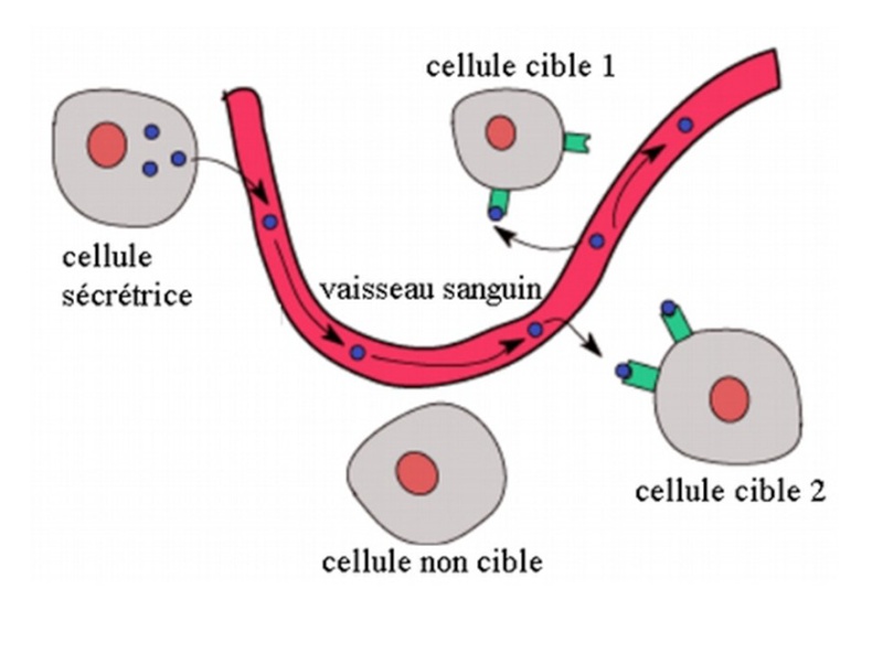 Chapitre 5 La glycémie et sa régulation Schema12