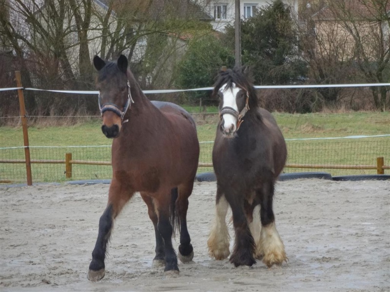 Que sont devenus les bb des longs crins Dsc02014